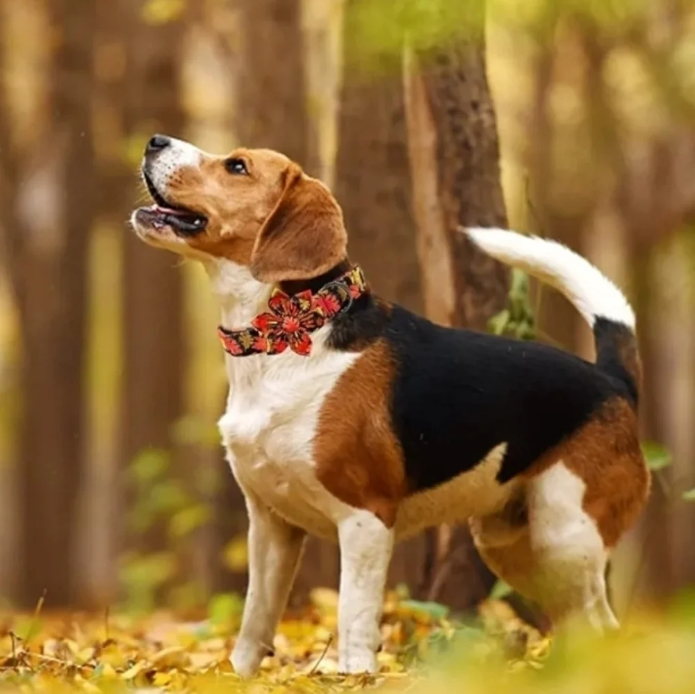 Dog collar whit flower new